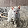 Ghost is registered to the contest to win money with this photo: cat, kitten, white_cat, blue_eyes, pet, indoor, carpet, floor, curious, sitting, tail, ears, feline, animal, cute, young, domestic, fur, whiskers, portrait