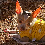 Lindy joined the competition — help win amazing prizes! dog, chihuahua, small_dog, yellow_sweater, bow_tie, clothing, outdoor, sunlight, pine_needles, ground, lying_down, portrait, pet, animal, cute, fashion, collar, dog_tag, pink_nails, close_up