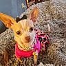 Lindy joined the competition — help win amazing prizes! chihuahua, dog, small_dog, pet, portrait, indoors, blanket, shaggy_blanket, pink_clothing, colorful_outfit, large_ears, brown_and_white, puppy, looking_at_camera, sitting, couch, home, closeup, ai_generated_content, fashionable