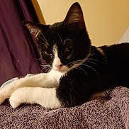 Cricket joined the competition — help win amazing prizes! cat, tuxedo_cat, black_and_white, pet, feline, whiskers, ears, eyes, paws, white_paws, fur, short_hair, lounging, resting, indoor, towel, textile, curtain, close_up, portrait