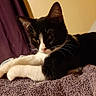 cat, tuxedo_cat, black_and_white, pet, feline, whiskers, ears, eyes, paws, white_paws, fur, short_hair, lounging, resting, indoor, towel, textile, curtain, close_up, portrait