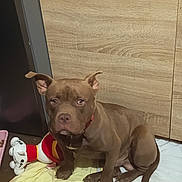 Alpha a rejoint le concours — aidez-le/la à gagner de superbes lots ! bed, blanket, brown_dog, canine, dog, floppy_ears, front_facing, home, indoors, pet, pit_bull, portrait, puppy, red_collar, serious_expression, short_hair, sitting, stuffed_animal, toy, wooden_background