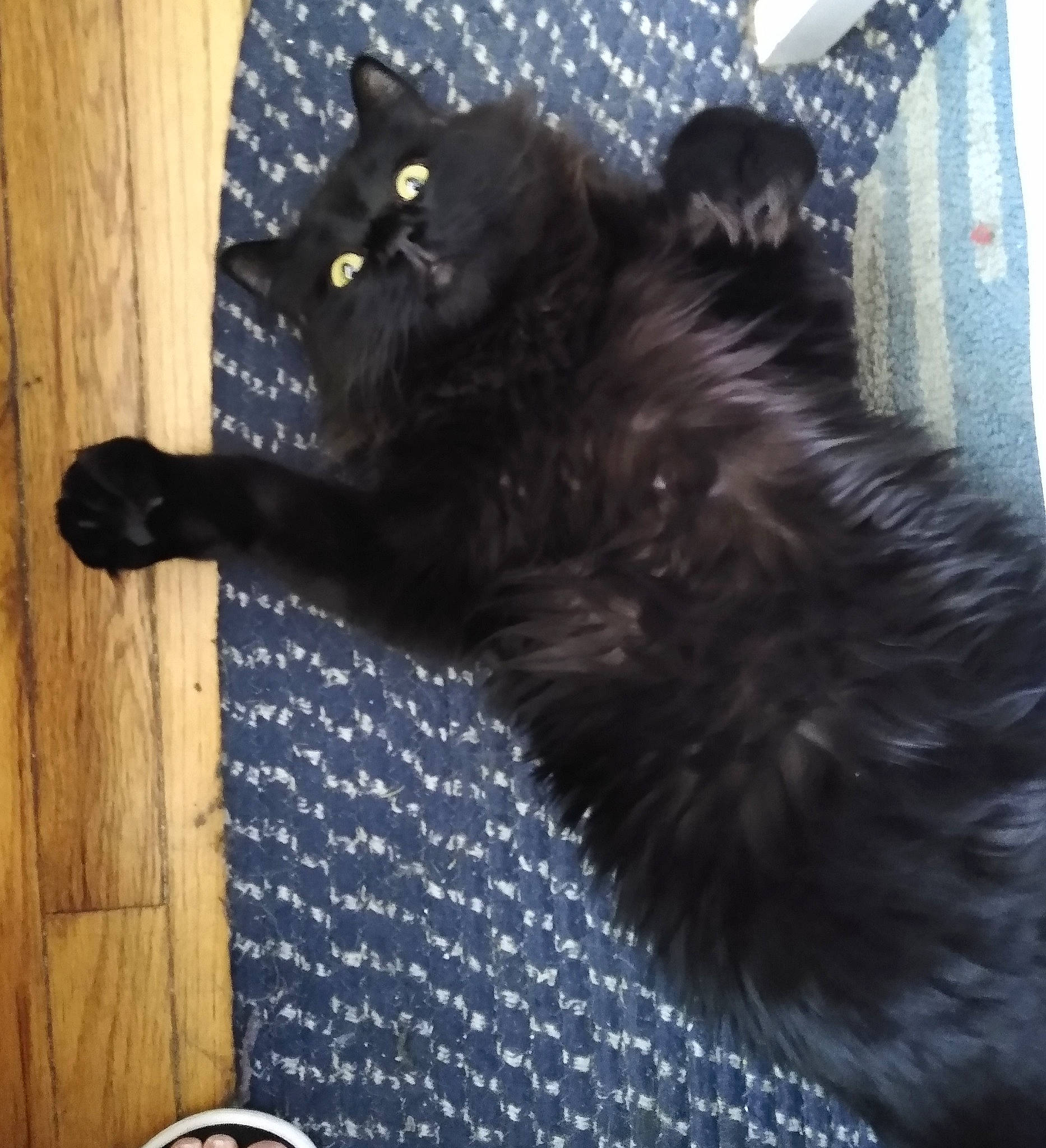 Winston joined the competition — help win amazing prizes! black_cat, bombay, carnivore, cat, claw, comfort, dog_breed, domestic_short_haired_cat, electric_blue, felidae, flooring, fur, grey, hardwood, paw, small_to_medium_sized_cats, snout, tail, whiskers, wood