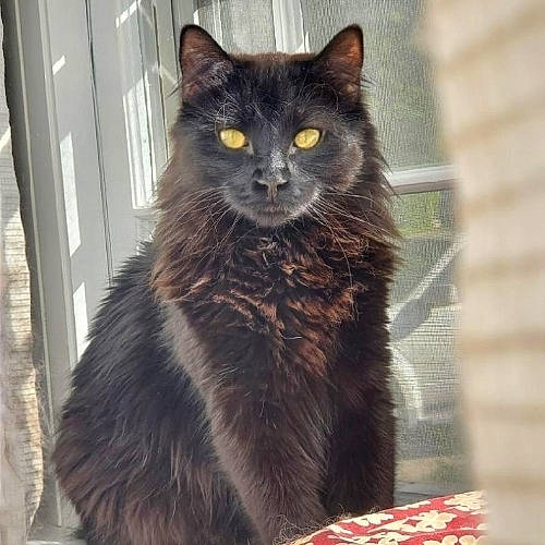 Winston joined the competition — help win amazing prizes! automotive_tire, black_cat, carnivore, cat, domestic_short_haired_cat, eye, felidae, fur, grey, hair, iris, paw, sitting, small_to_medium_sized_cats, snout, tail, terrestrial_animal, whiskers, wildlife, window