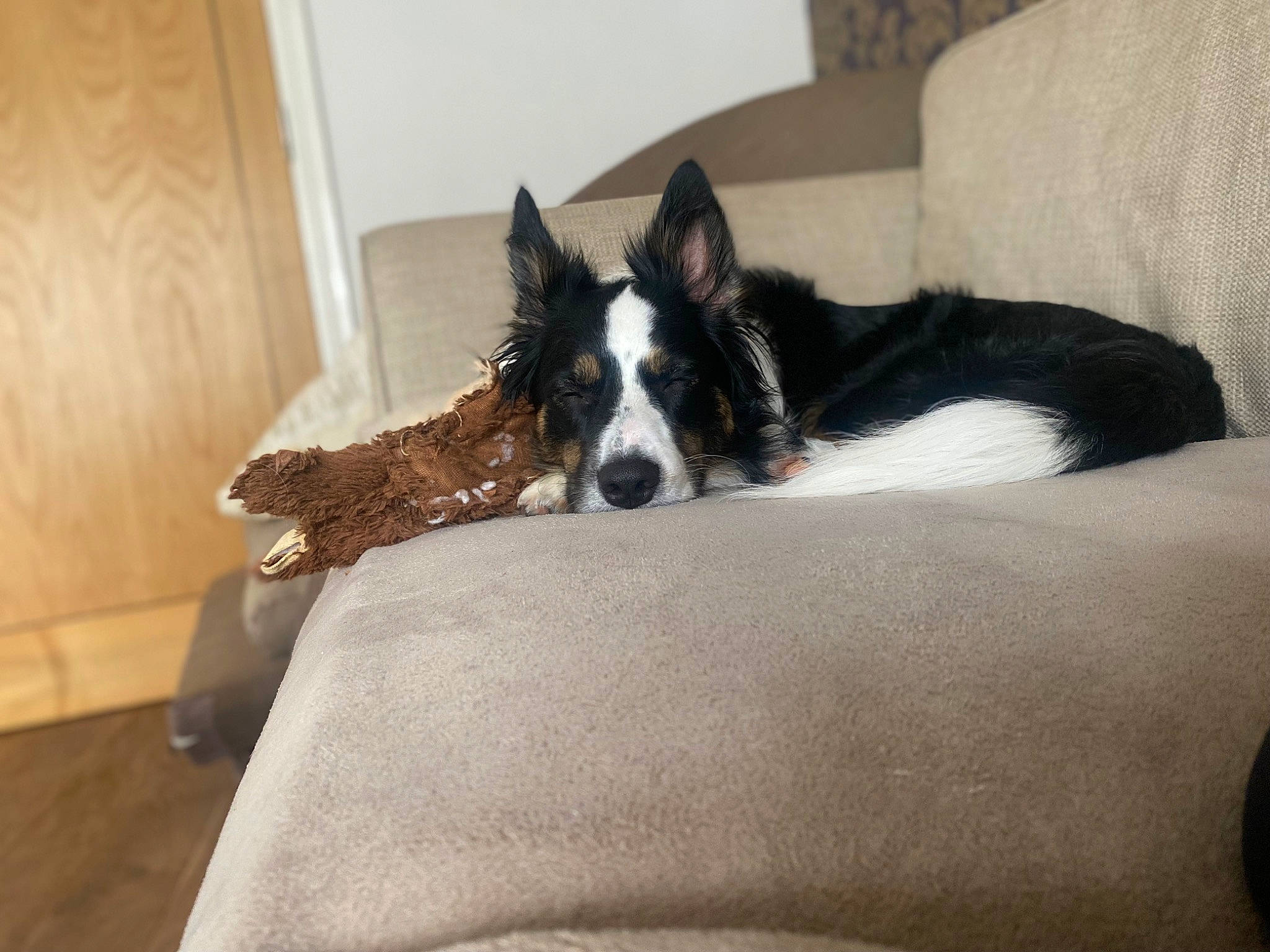 Benji joined the competition — help win amazing prizes! border_collie, canidae, carnivore, comfort, companion_dog, couch, dog, dog_breed, flooring, fur, furniture, hardwood, herding_dog, living_room, room, sporting_group, tail, wood, working_animal, working_dog