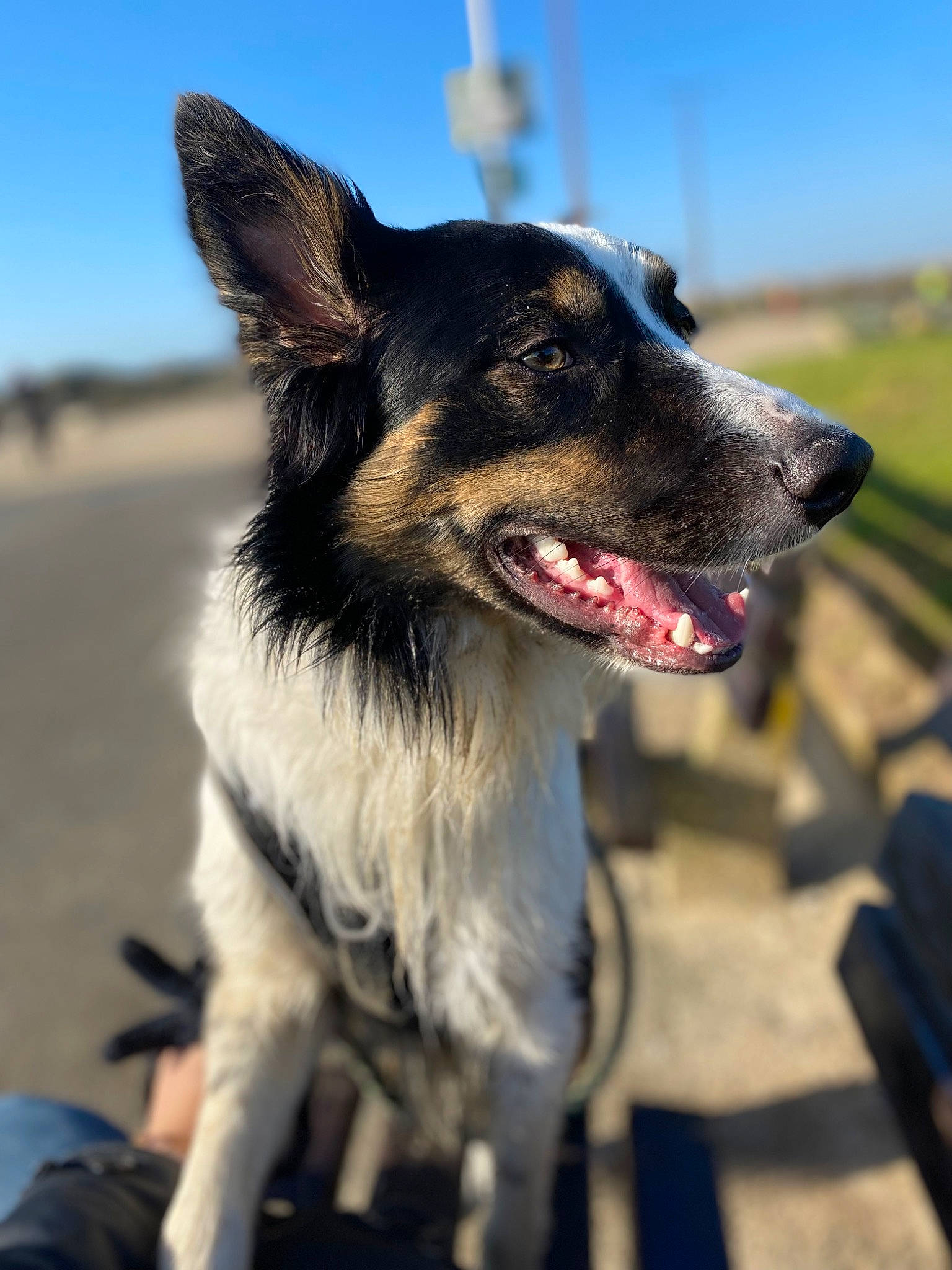 Benji joined the competition — help win amazing prizes! australian_shepherd, canidae, carnivore, collar, companion_dog, dog, dog_breed, dog_collar, fang, fur, happy, herding_dog, jaw, plant, sky, snout, sporting_group, whiskers, working_animal, working_dog