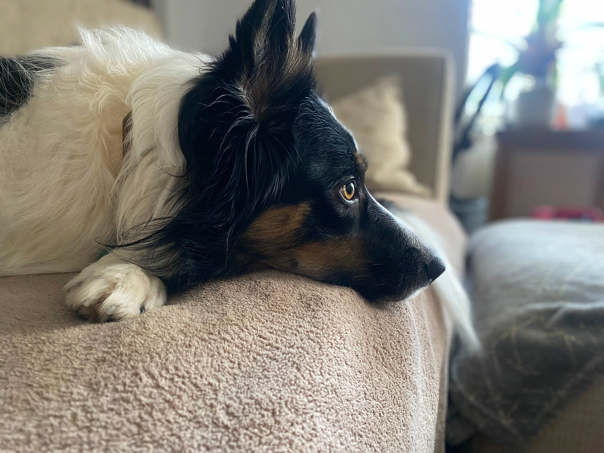 Benji joined the competition — help win amazing prizes! canidae, carnivore, claw, comfort, companion_dog, dog, dog_breed, dog_supply, ear, eye, fawn, fur, houseplant, paw, small_terrier, sporting_group, terrestrial_animal, toy_dog, whiskers, working_animal