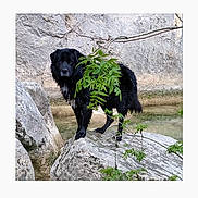 Booyaka participe au concours pour gagner de l'argent avec cette photo : dog, black_dog, rock, rocky_terrain, leaf, branch, outdoor, nature, animal, pet, wall, stone_wall, standing, canine, fur, grass, daylight, wildlife, plant, background