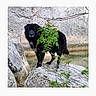 dog, black_dog, rock, rocky_terrain, leaf, branch, outdoor, nature, animal, pet, wall, stone_wall, standing, canine, fur, grass, daylight, wildlife, plant, background
