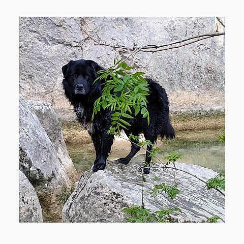 Booyaka participe au concours pour gagner de l'argent avec cette photo : dog, black_dog, rock, rocky_terrain, leaf, branch, outdoor, nature, animal, pet, wall, stone_wall, standing, canine, fur, grass, daylight, wildlife, plant, background
