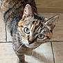 cat, tabby_cat, green_eyes, whiskers, curious, pet, feline, animal, close_up, looking_up, floor, tile_floor, indoor, fur, ears, domestic_cat, cute, mammal, portrait, standing