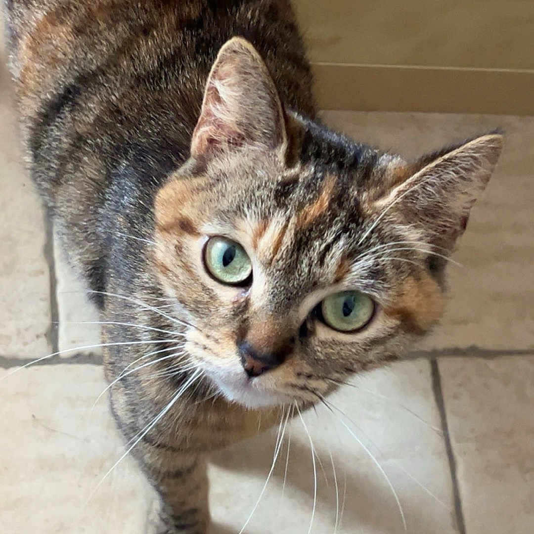 Mila a rejoint le concours — aidez-le/la à gagner de superbes lots ! animal, cat, close_up, curious, cute, domestic_cat, ears, feline, floor, fur, green_eyes, indoor, looking_up, mammal, pet, portrait, standing, tabby_cat, tile_floor, whiskers