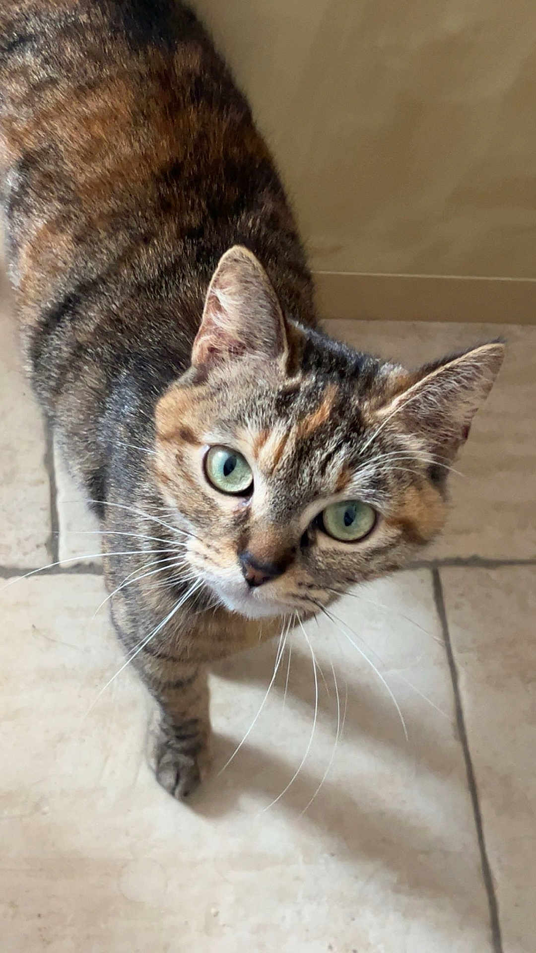 Mila a rejoint le concours — aidez-le/la à gagner de superbes lots ! cat, tabby_cat, green_eyes, whiskers, curious, pet, feline, animal, close_up, looking_up, floor, tile_floor, indoor, fur, ears, domestic_cat, cute, mammal, portrait, standing