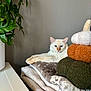 Riky a rejoint le concours — aidez-le/la à gagner de superbes lots ! cat, blanket, cushion, plush, plant, indoor, cozy, cat_face, feline, resting, stack, soft_toys, decor, furniture, relaxed, home, cream_color, blue_eyes, pet, calm