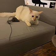 Riky participe au concours pour gagner de l'argent avec cette photo : cat, toy_mouse, couch, indoor, furniture, kitchen, appliances, table, wooden_table, pet, animal, alert, cream_colored, domestic_cat, living_room, household, cozy, playful, fur, whiskers