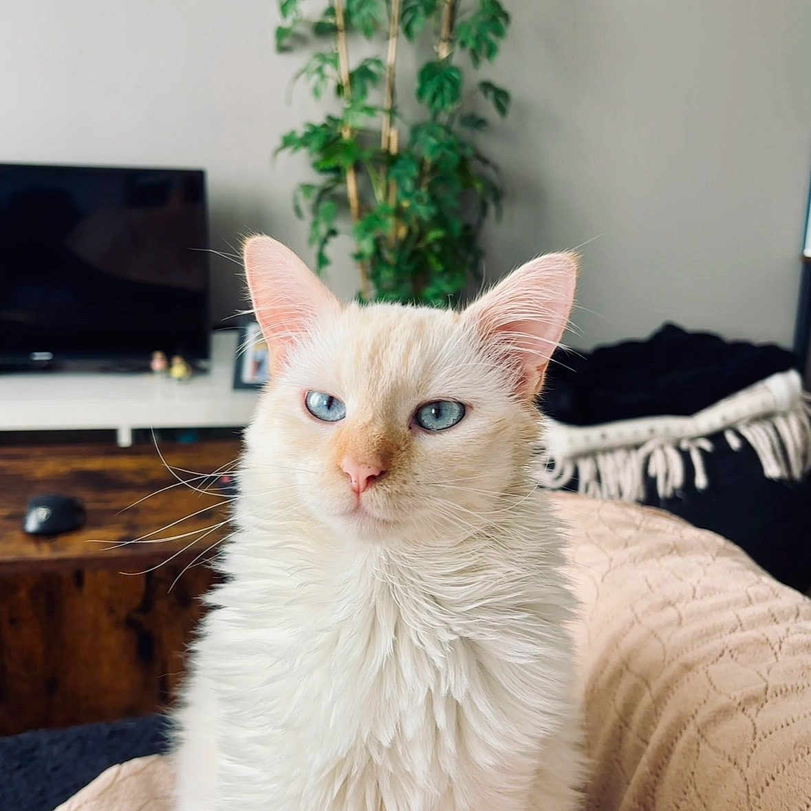 Riky a rejoint le concours — aidez-le/la à gagner de superbes lots ! blanket, blue_eyes, cat, cozy, cute, domestic_animal, ears, feline, fluffy, furniture, indoor, living_room, pet, plant, portrait, relaxed, sitting, television, whiskers, white_cat