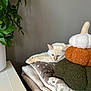 Riky a rejoint le concours — aidez-le/la à gagner de superbes lots ! cat, blanket, plush, decor, plant, indoor, relaxing, cream_colored_cat, stack, soft, cozy, furniture, decorative_pumpkin, leafy_plant, table, resting, calm, houseplant, home, feline
