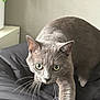 Rocket a rejoint le concours — aidez-le/la à gagner de superbes lots ! animal, background, cat, closeup, cushion, cute, domestic_cat, feline, focused, fur, gray_cat, green_eyes, houseplant, indoor, mammal, paw, pet, portrait, soft_light, whiskers