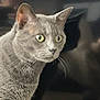 Rocket participe au concours pour gagner de l'argent avec cette photo : alert, animal, cat, closeup, curious, domestic_cat, ears, face, feline, fur, gray_cat, indoor, looking, mammal, pet, portrait, reflection, side_view, whiskers, yellow_eyes