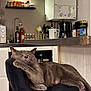 appliances, cat, chair, coffee_maker, countertop, cozy, domestic_animal, feline, furniture, gray_cat, home_interior, indoor, kitchen, mammal, pet, relaxed, resting, sleeping, spices, whiskers