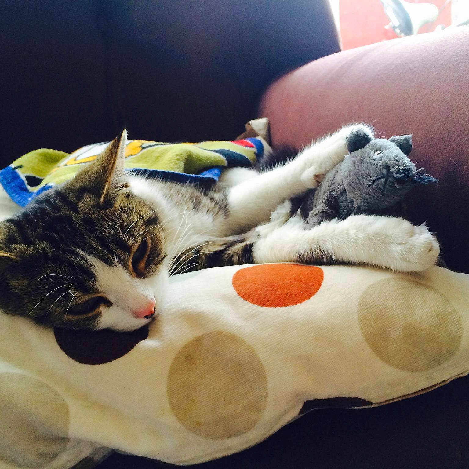 Felina is registered to the contest to win money with this photo: