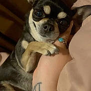 Baby is registered to the contest to win money with this photo: canidae, carnivore, chihuahua, comfort, companion_dog, dog, dog_breed, ear, fawn, fur, human_leg, nail, sitting, snout, sporting_group, terrestrial_animal, thigh, toy_dog, whiskers, working_animal