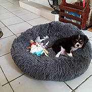 Reglisse participe au concours pour gagner de l'argent avec cette photo : animal, basket, bed, black_dog, brown_dog, cozy, cute, dog, furniture, fuzzy_bed, home, indoor, pet, puppy, resting, small_dog, tile_floor, toy, white_dog, wooden_rack