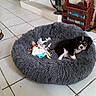 animal, basket, bed, black_dog, brown_dog, cozy, cute, dog, furniture, fuzzy_bed, home, indoor, pet, puppy, resting, small_dog, tile_floor, toy, white_dog, wooden_rack