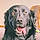 Arlo
