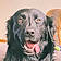 Arlo