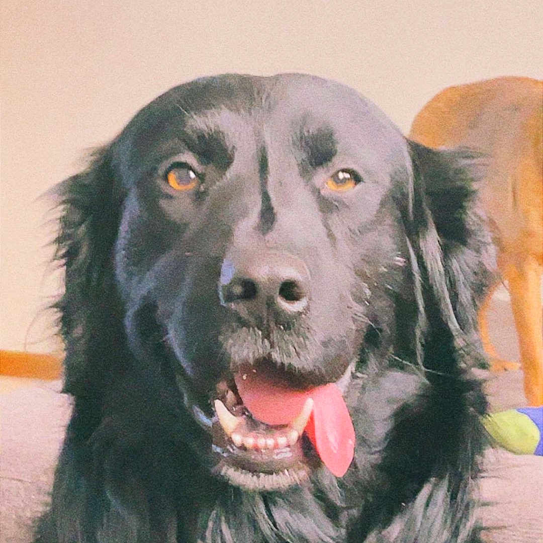 Arlo