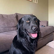Arlo joined the competition — help win amazing prizes! dog, black_dog, pet, animal, sitting, portrait, happy, smiling, tongue, floppy_ears, long_fur, white_chest, living_room, couch, sofa, home, indoor, wall_art, carpet, shoe