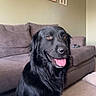 dog, black_dog, pet, animal, sitting, portrait, happy, smiling, tongue, floppy_ears, long_fur, white_chest, living_room, couch, sofa, home, indoor, wall_art, carpet, shoe