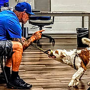 Ronin joined the competition — help win amazing prizes! dog, person, man, indoor, office, chair, table, trash_can, floor, wood_floor, blue_shirt, blue_cap, leash, collar, playing, tug_of_war, standing, sitting, pet_training, animal