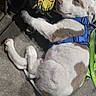 Ronin joined the competition — help win amazing prizes! dog, puppy, white_dog, brown_patches, lying_down, relaxed, harness, blue_harness, pet, animal, outdoor, pavement, backpack, bag, smiley_face, shoe, close_up, portrait, playful, cute