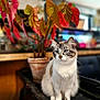 cat, indoor, plant, pot, leaves, feline, blue_eyes, sitting, blurred_background, domestic_animal, fur, whiskers, table, home, decor, pet, close_up, animal, cute, relaxed