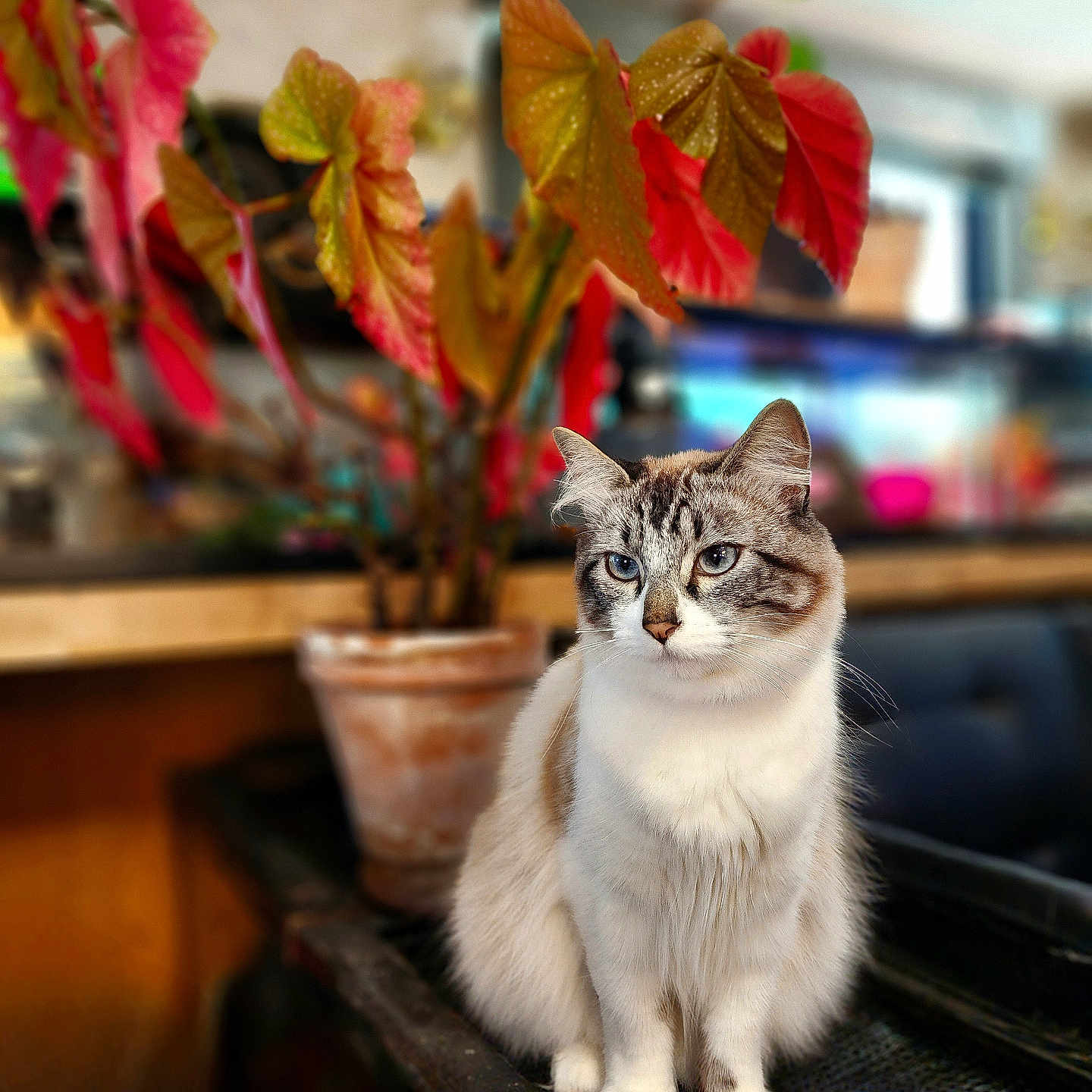 John Snow is registered to the contest to win money with this photo: animal, blue_eyes, blurred_background, cat, close_up, cute, decor, domestic_animal, feline, fur, home, indoor, leaves, pet, plant, pot, relaxed, sitting, table, whiskers