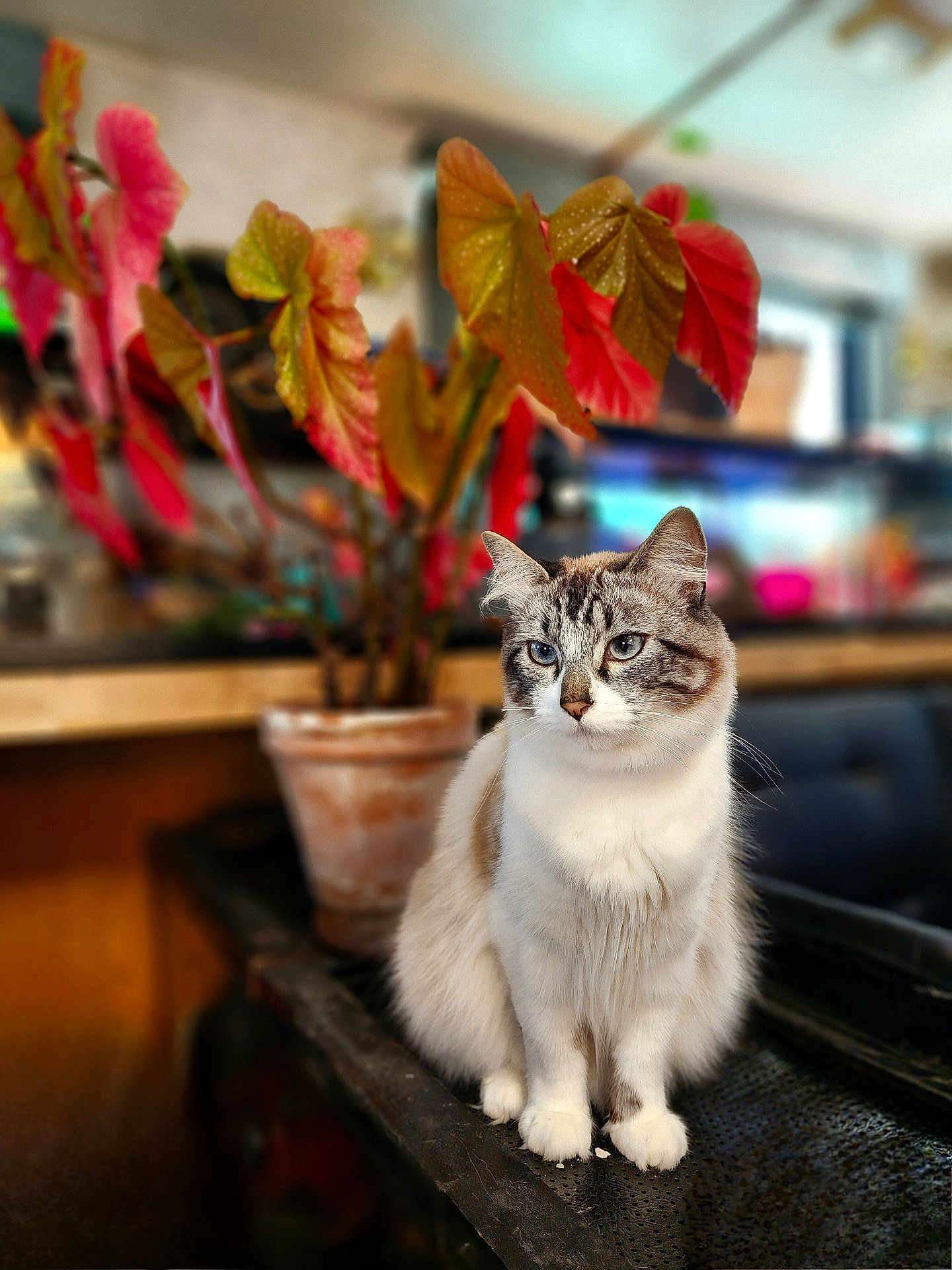 John Snow is registered to the contest to win money with this photo: cat, indoor, plant, pot, leaves, feline, blue_eyes, sitting, blurred_background, domestic_animal, fur, whiskers, table, home, decor, pet, close_up, animal, cute, relaxed