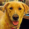 dog, golden_retriever, pet,  canine, portrait, close_up, face, tongue, smiling, happy, golden_fur, floppy_ears, collar, indoors, living_room, home, brick_fireplace, furniture, table, photography
