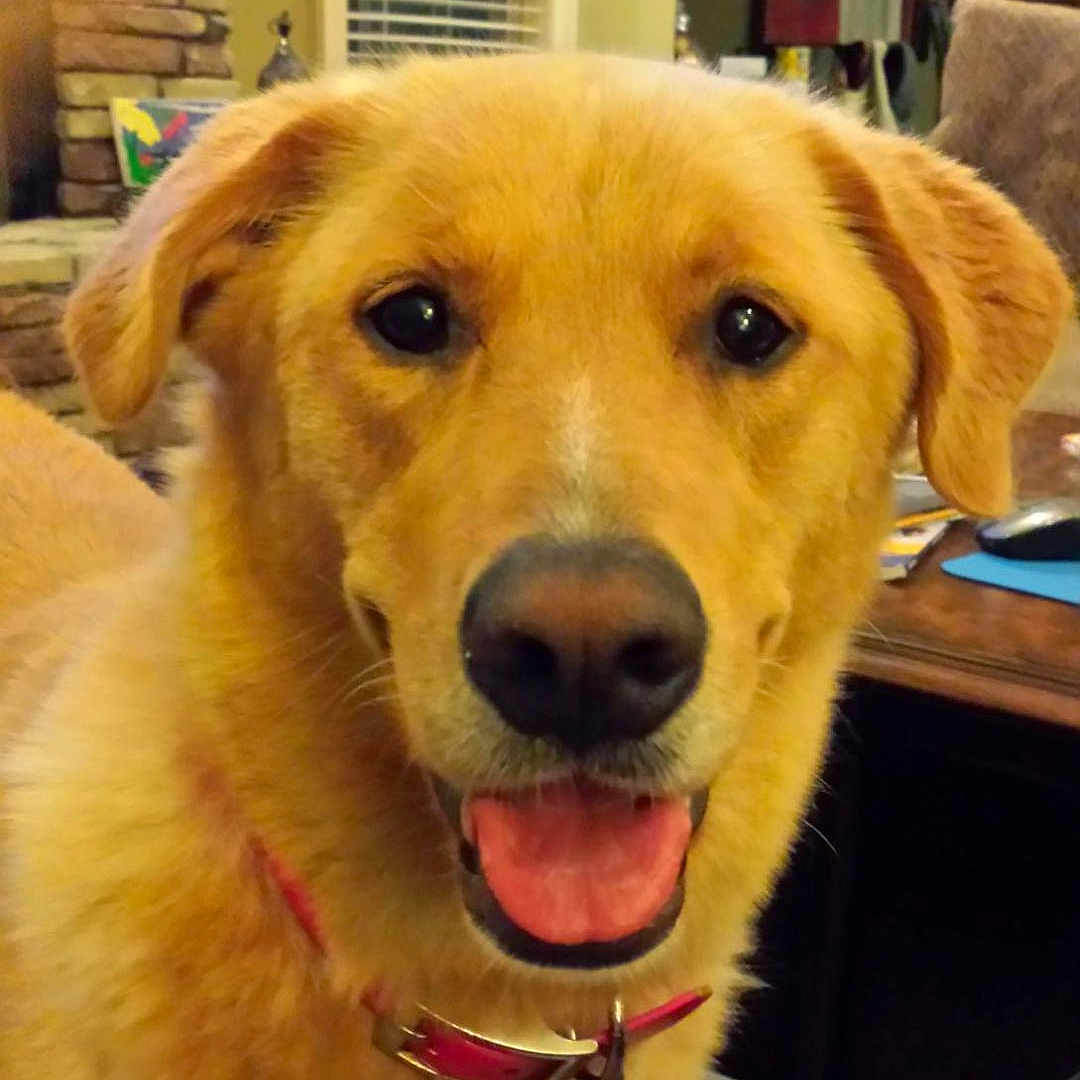 Dixie joined the competition — help win amazing prizes! dog, golden_retriever, pet,  canine, portrait, close_up, face, tongue, smiling, happy, golden_fur, floppy_ears, collar, indoors, living_room, home, brick_fireplace, furniture, table, photography