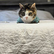 Tinker Nicole joined the competition — help win amazing prizes! cat, calico_cat, bed, bedspread, blue_shirt, indoor, pet, feline, fur, whiskers, green_eyes, curious, lying_down, portrait, cozy, domestic_animal, soft_light, rumpled, close_up, resting