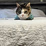 cat, calico_cat, bed, bedspread, blue_shirt, indoor, pet, feline, fur, whiskers, green_eyes, curious, lying_down, portrait, cozy, domestic_animal, soft_light, rumpled, close_up, resting