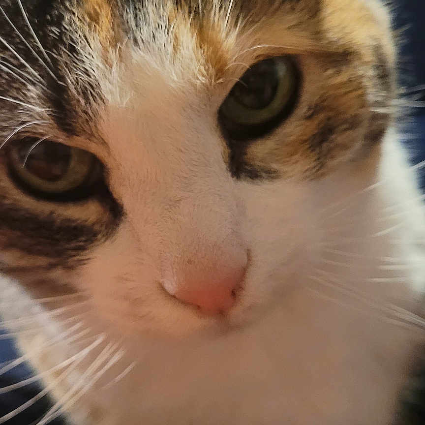 Tinker Nicole joined the competition — help win amazing prizes! animal, blurry_background, cat, close, close_up, curious, cute, domestic_cat, eyes, face, feline, fur, indoor, looking, pet, pink_nose, portrait, soft_focus, tabby, whiskers