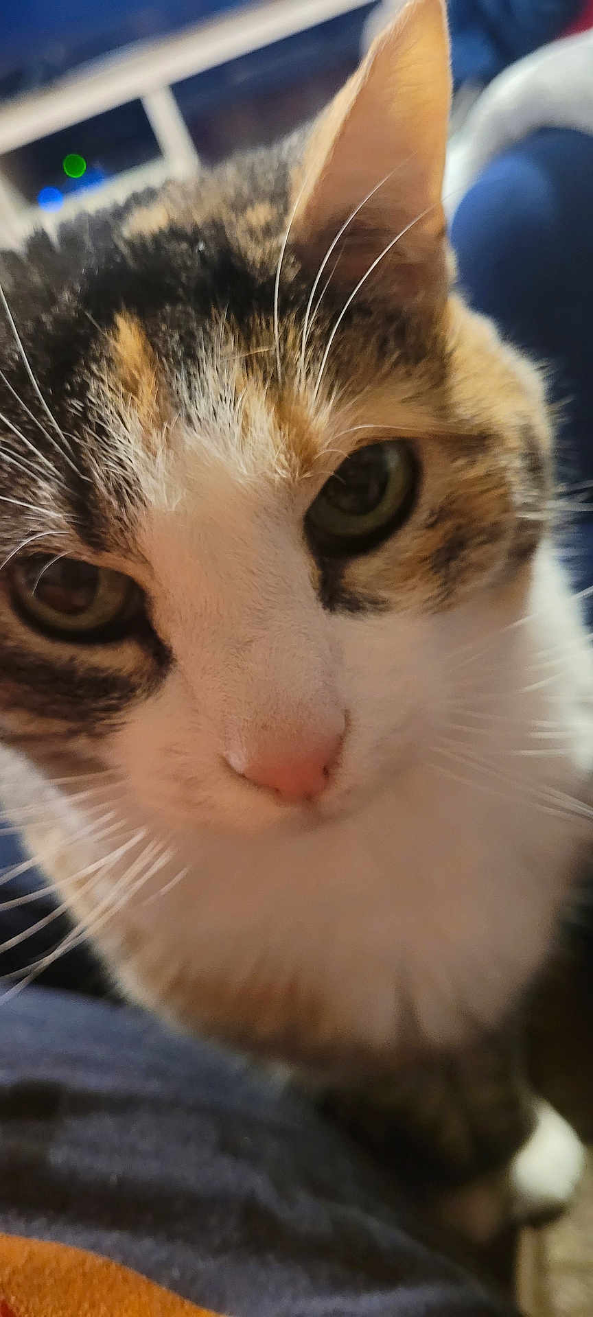 Tinker Nicole joined the competition — help win amazing prizes! cat, close_up, whiskers, pink_nose, curious, eyes, face, fur, tabby, indoor, pet, animal, soft_focus, blurry_background, cute, domestic_cat, feline, close, portrait, looking