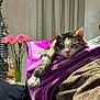 Tinker Nicole joined the competition — help win amazing prizes! cat, blanket, purple, pink_roses, vase, flowers, stretching, cozy, indoor, curtains, furniture, relaxed, pet, fur, paw, home, soft, resting, calm, comfort