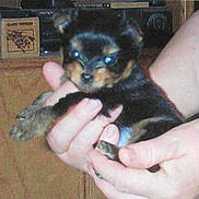 Widget is registered to the contest to win money with this photo: animal, black, brown, closeup, cute, dog, domestic, face, fur, hands, holding, indoor, mammal, person, pet, puppy, small, tiny, wood, young