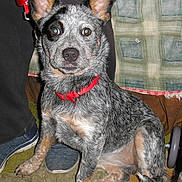 Remie is registered to the contest to win money with this photo: dog, puppy, blue_heeler, red_collar, sitting, alert, ears_up, indoor, person, footwear, plaid_blanket, floor, leash, curious, pet, animal, companion, domestic, cute, furry