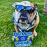 Chubbs is registered to the contest to win money with this photo: animal, bulldog, canine, chain_necklace, closeup, cute, dog, expression, face, funny, grass, nature, outdoor, pet, portrait, sign, standing, summer, sunglasses, sunlight