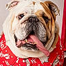 Chubbs is registered to the contest to win money with this photo: animal, bulldog, canine, cute, dog, festive, happy, holiday_clothing, indoors, pet, playful, portrait, red_shirt, santa_print, short_hair, sitting, smiling, tongue_out, white_background, wrinkled_face