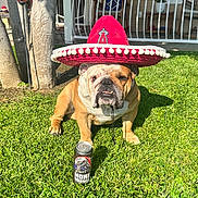 Chubbs joined the competition — help win amazing prizes! animal, bulldog, can, cute, daylight, dog, drink, expression, fence, grass, hat, outdoor, pet, porch, shadow, sitting, sombrero, sunlight, tongue, tree